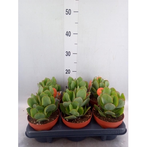 Crassula arborescens