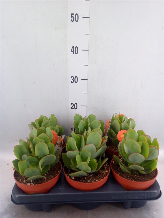 <h4>Crassula arborescens</h4>