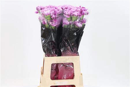 <h4>Di St Eminence</h4>