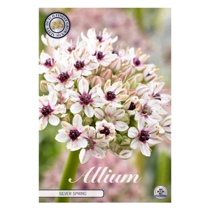 Allium Silver Spring x 1 12/14
