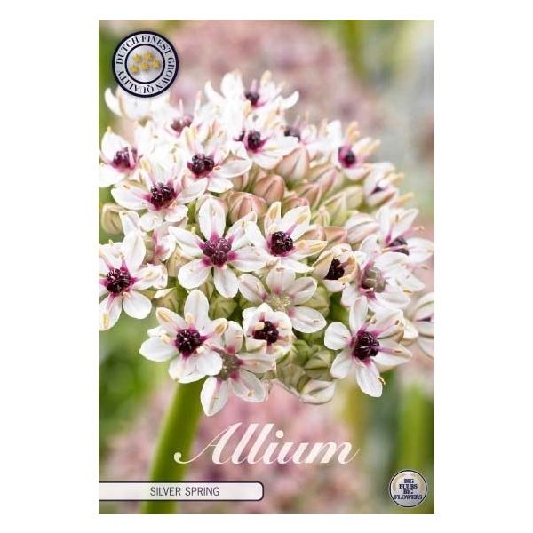 <h4>Allium Silver Spring x 1 12/14</h4>