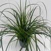 Carex 'Everlime' P17 (2ltr)