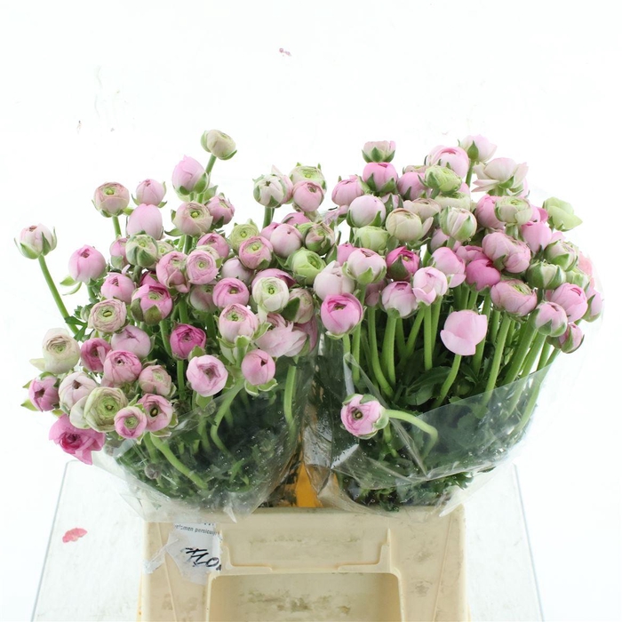 <h4>Ran El Pink Extra</h4>