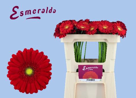 <h4>GE MI PHOENIX</h4>