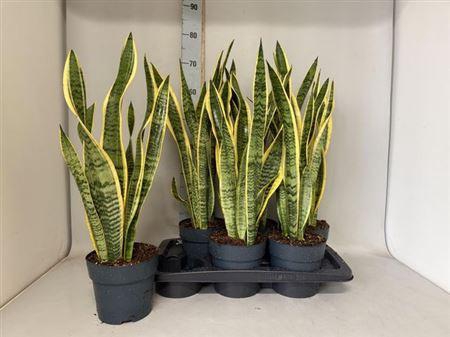 <h4>Sansev Laurentii</h4>