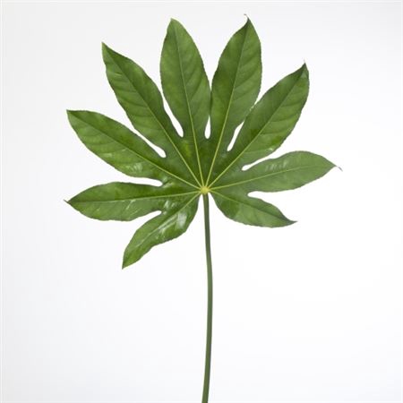 <h4>Aralia 50cm Large</h4>