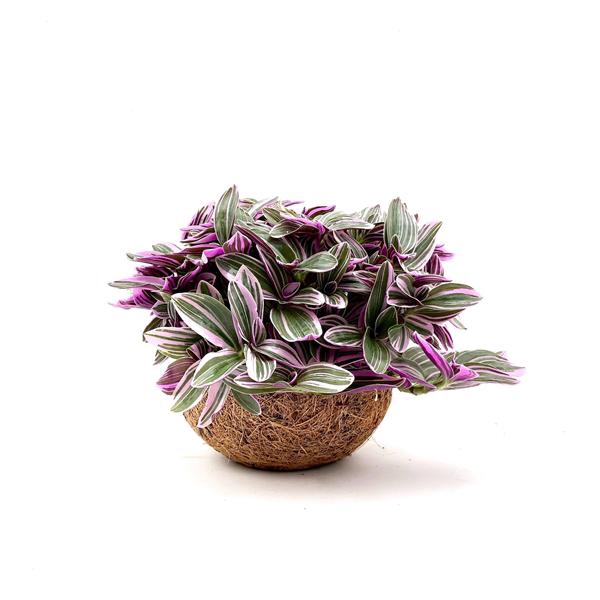 <h4>Kokodama 15 cm Pink (No String)</h4>