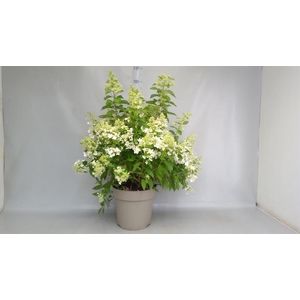 HYDRANGEA PAN. 'MAGICAL CANDLE' 20+