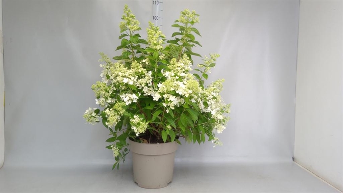 <h4>HYDRANGEA PAN. 'MAGICAL CANDLE' 20+</h4>
