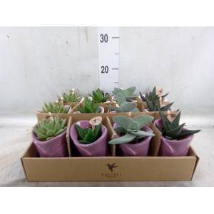 Succulents   ...mix 3