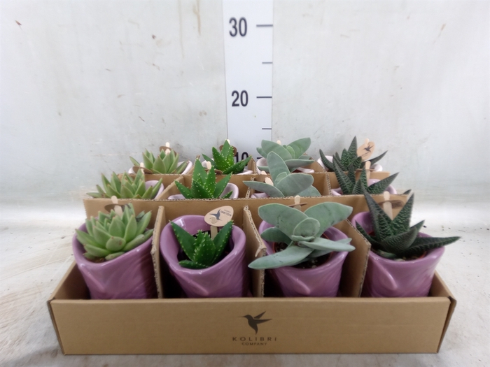 <h4>Succulents   ...mix 3</h4>