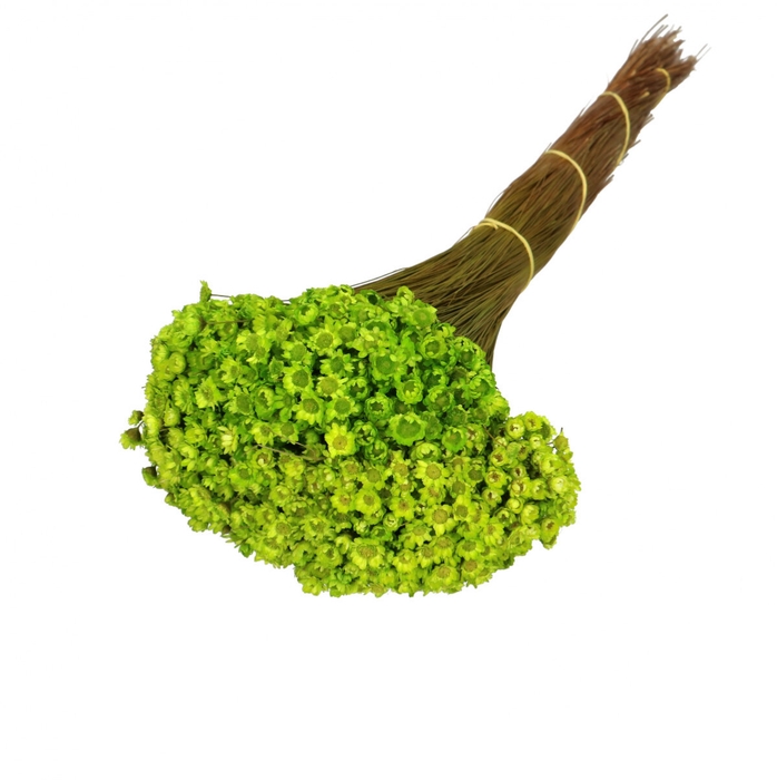 Droogbloem Glixia 40cm 50g