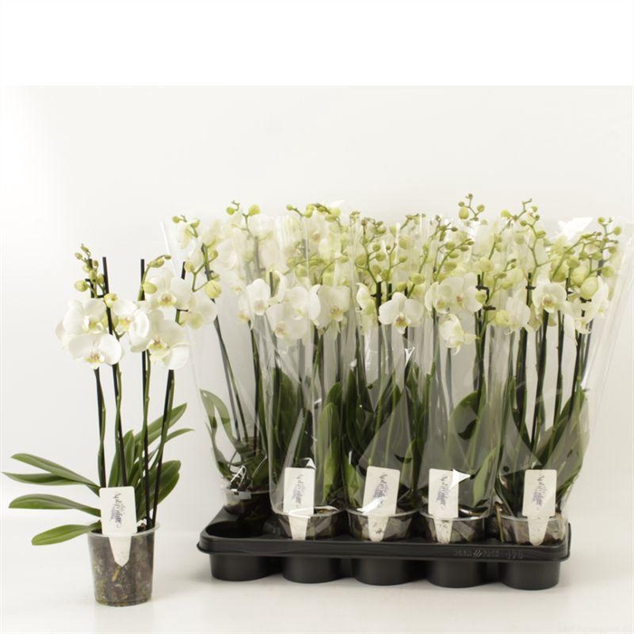 <h4>PHAL OV WIT</h4>