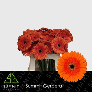 Gerbera Candela Lang Ongelijk 60cm Water X40 Lang