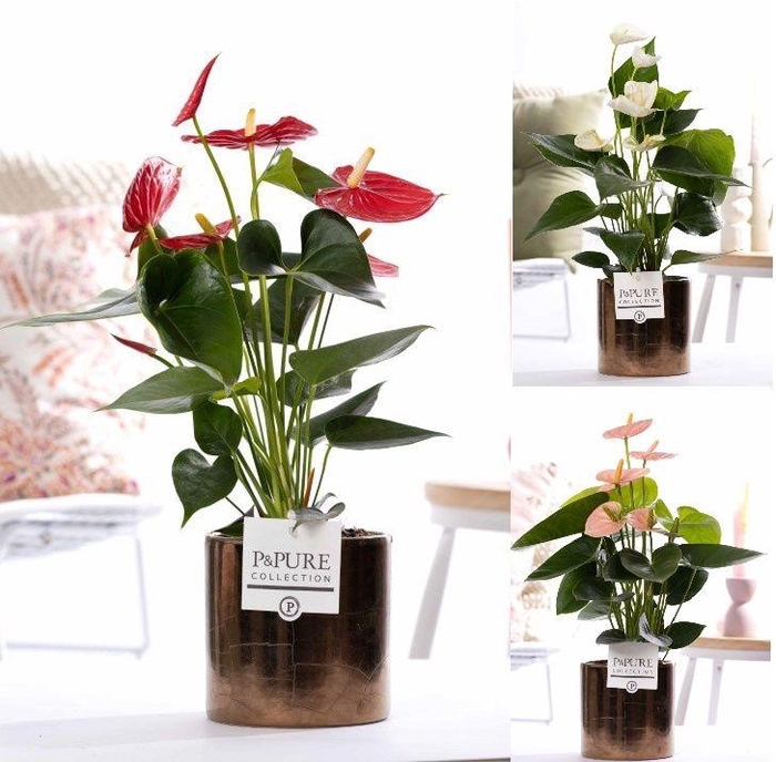 <h4>Anthurium mix in P&PURE Juliette gold bronze</h4>