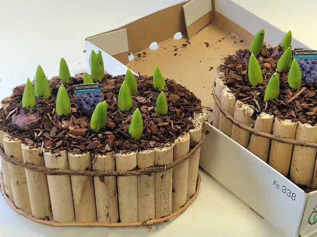 <h4>ARR HYACINTH</h4>