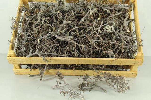 <h4>Bonsai Branch Natural Box</h4>