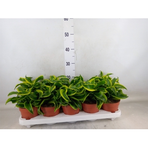 Dracaena frag. 'Tornado'