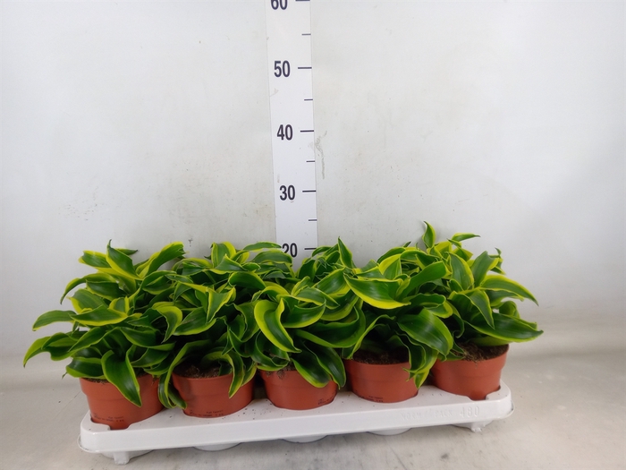 <h4>Dracaena frag. 'Tornado'</h4>