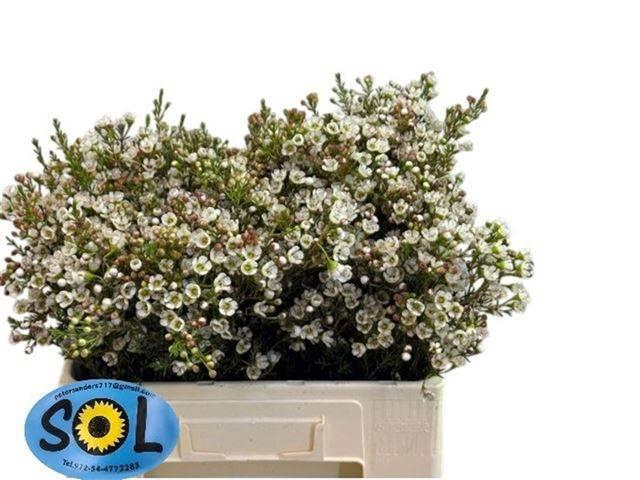 <h4>CHAME UN ELLA</h4>