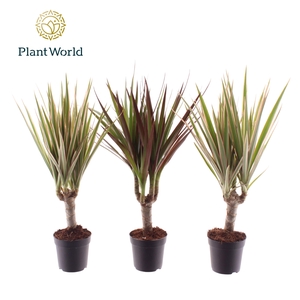 Dracaena gemengd op stam 7 cm