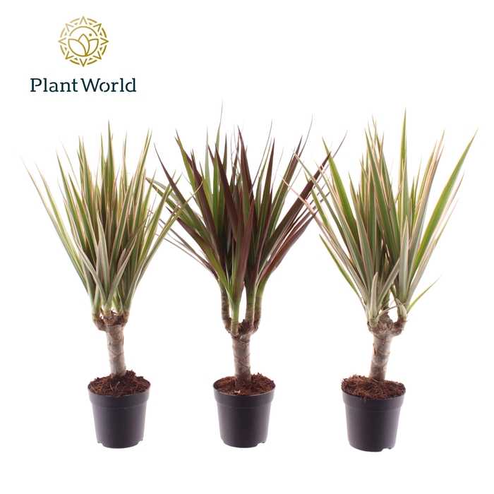 <h4>Dracaena gemengd op stam 7 cm</h4>