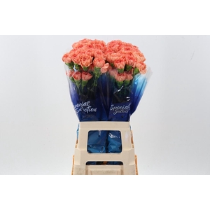 Di St Megan Orange hi