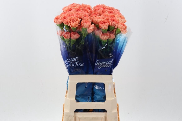 <h4>Di St Megan Orange hi</h4>