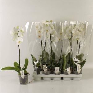 PHAL OV WIT