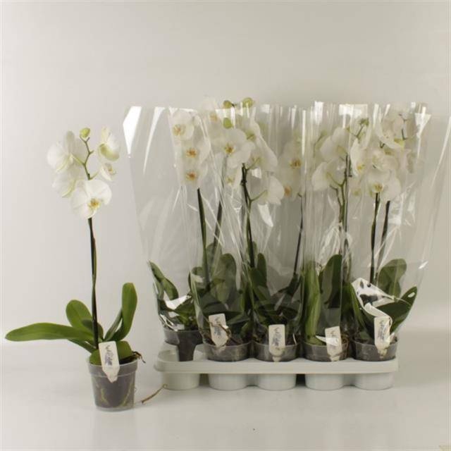 <h4>PHAL OV WIT</h4>