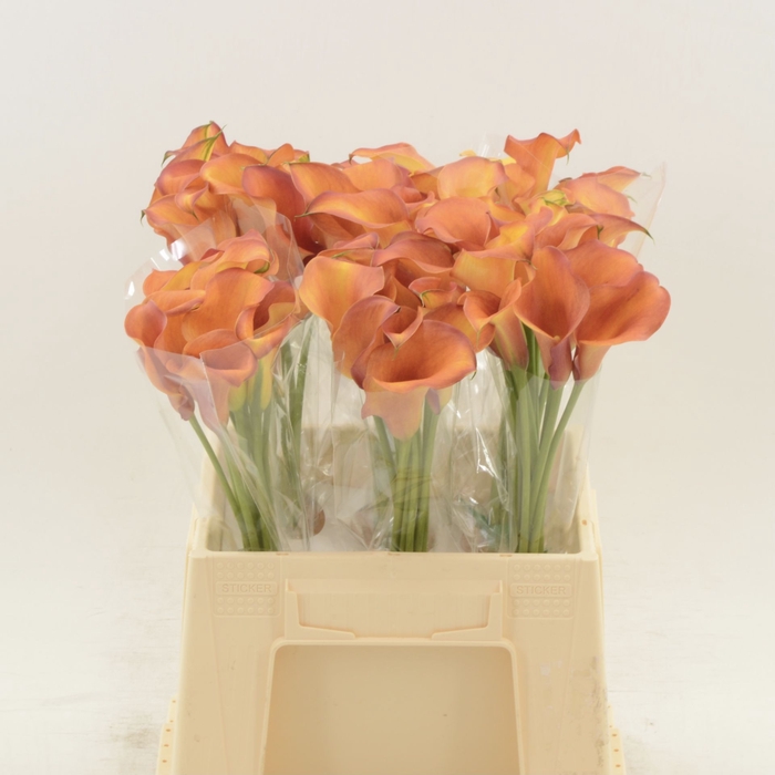 <h4>Calla Odeon</h4>