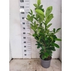arr8 Prun La Rotundifolia