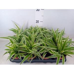 Chlorophytum com.