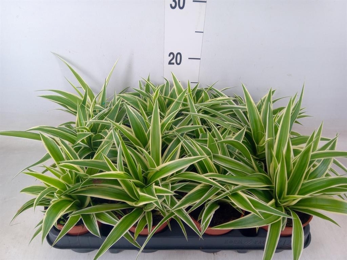 <h4>Chlorophytum com.</h4>