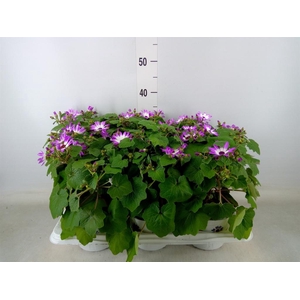 Pericallis cr. 'Senetti Magenta Bi'