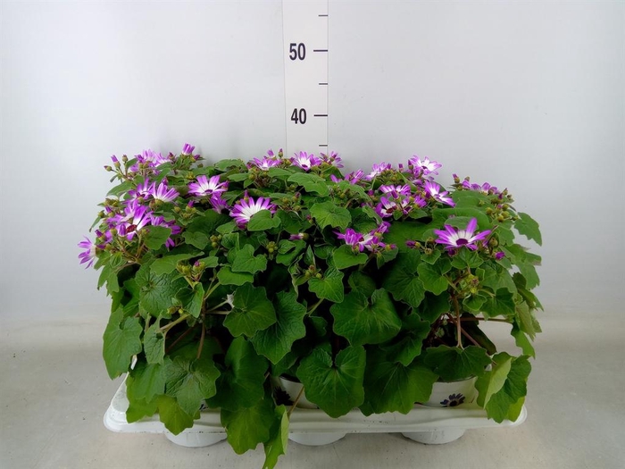 <h4>Pericallis cr. 'Senetti Magenta Bi'</h4>