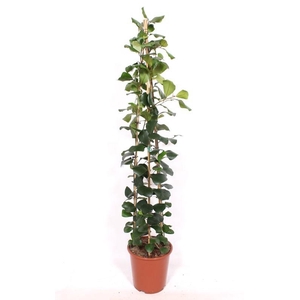 Ficus Trinova