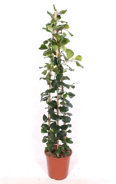 <h4>Ficus Trinova</h4>