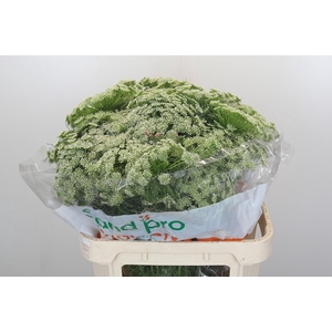Ammi Visnaga Casablanca