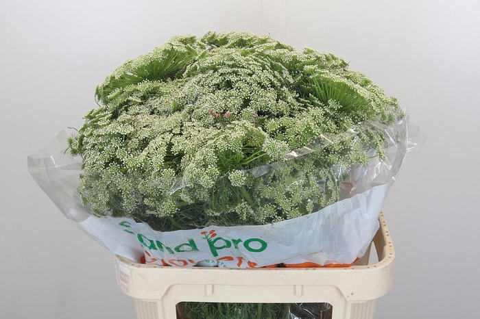 <h4>Ammi Visnaga Casablanca</h4>