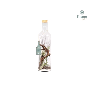 Green Bottle fles Jumbo met Tillandsia Air Plants