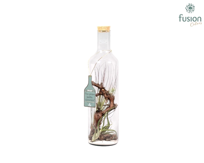 <h4>Green Bottle fles Jumbo met Tillandsia Air Plants</h4>
