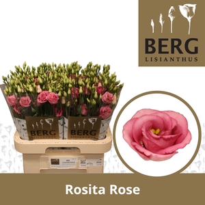 Lisianthus Rosita Rose Pink