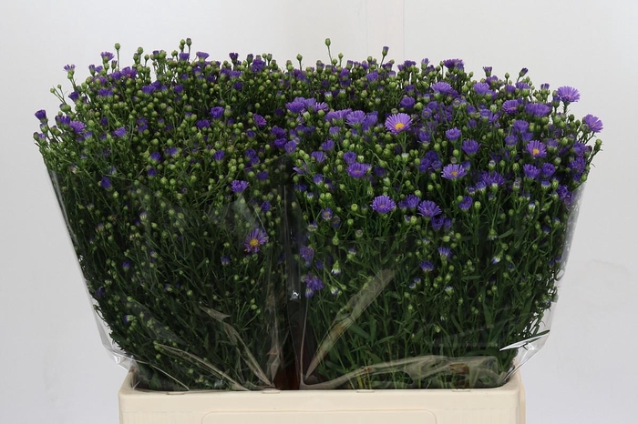 <h4>Aster Casamare</h4>