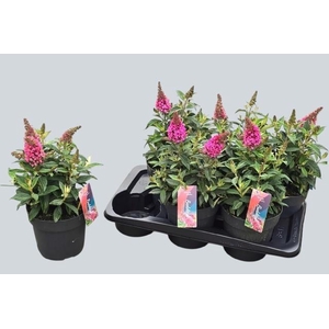 BUDD BFC LITTLE PINK