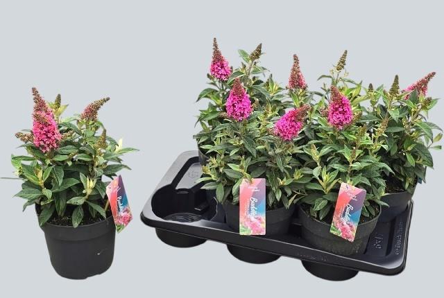 <h4>BUDD BFC LITTLE PINK</h4>