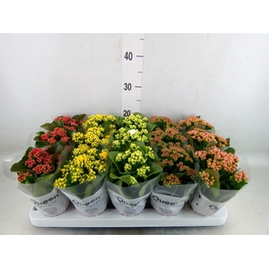 Kalanchoe blos.   ..rosebud mix  5