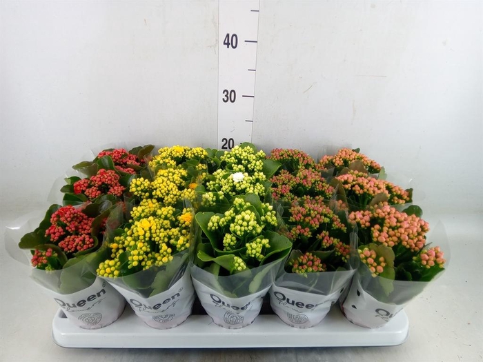<h4>Kalanchoe blos. ..rosebud mix 5</h4>