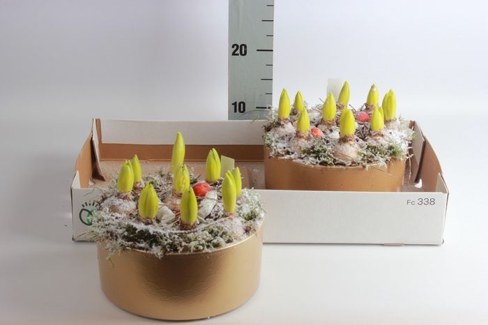 <h4>ARR HYACINTH</h4>