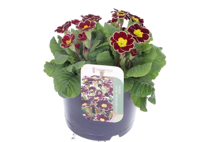 <h4>Primula elatior Veristar Wine Rose Silver Laced</h4>